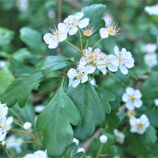 Crataegus monogyna